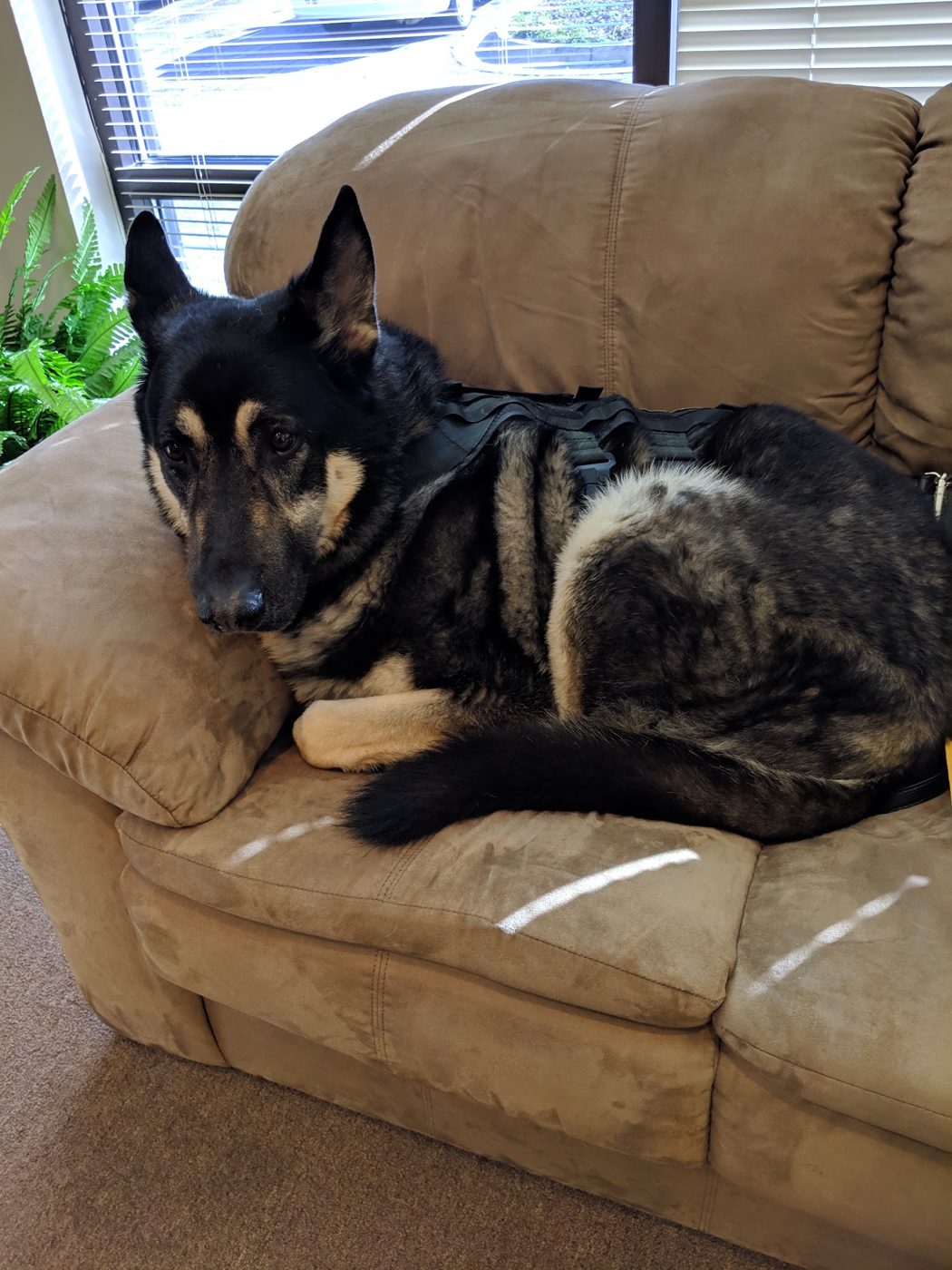 The shop dog